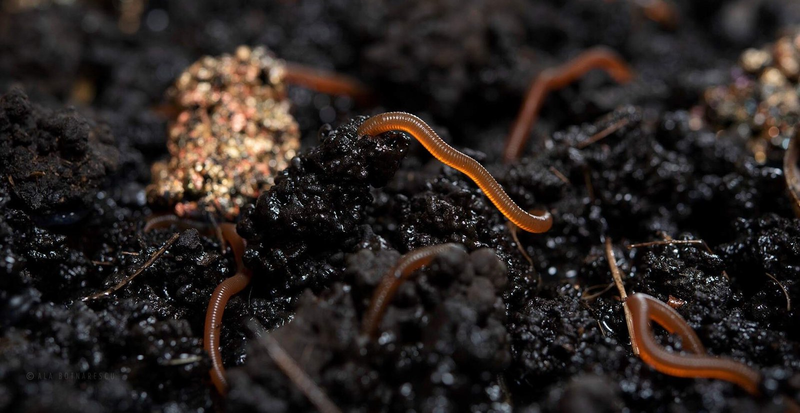 Portfolio Review 2024 by Studio RÖ – Expert Feedback on Ala Botnarescu’s Art.