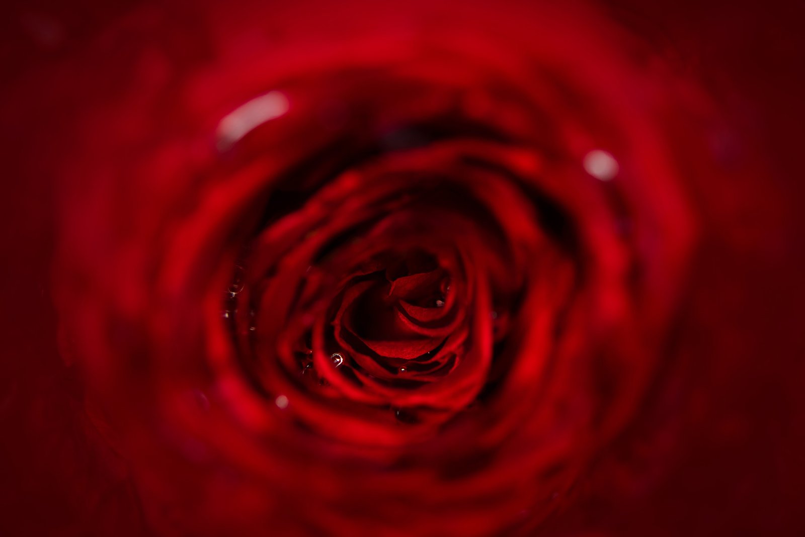 Ala Botnarescu News – November 2025 | New Works, Inktober 2025 Recap, Loyalty Card