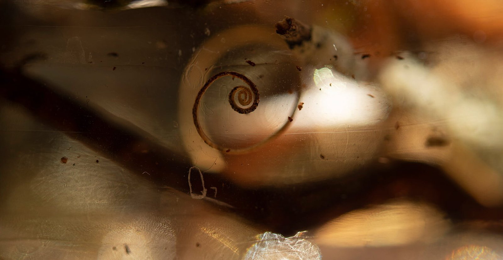 February 2026 | Ala Botnarescu Blog. Portfolio Page, Shop, Etsy  – Latest Additions. New Technique.