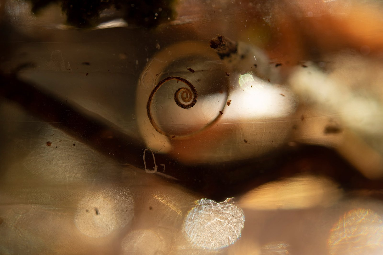 February 2026 | Ala Botnarescu Blog. Portfolio Page, Shop, Etsy  – Latest Additions. New Technique.